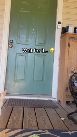 That’s one smart cat 😂 (@ViralHog) #cat #pet #clever 