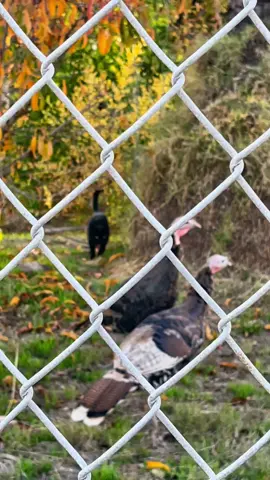 Need a turkey? Call Chanel. You can pay her with Fancy Feast wet food and Tempations treats. #thanksgiving #turkeys #turkeyseason #blackpanther #citygirl #blackcats #catsoftiktok #happythanksgiving   #chanel #wildcat #bigcat