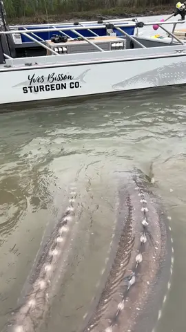 Unbelievable sight watching both swim away together 🤩🙌🐟 #fish #swimming #together #river #monster #wow #sturgeon #fraserriver #canada #tiktokcanada #tiktokoutdoor #tiktokfishing #fishwithyves #explore #nature #familytime #thanksgiving #tiktokusa 