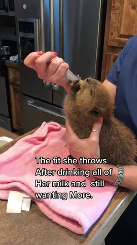 Baby Beaver Cypress #wildliferescue #beavers #greedygirl 