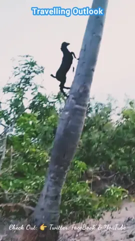 Goat climbing coconut tree #Animals 