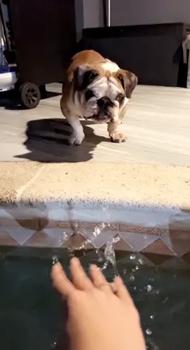 I have the cutest bulldog ever 🐶💕 #dogsoftiktok #bulldog 
