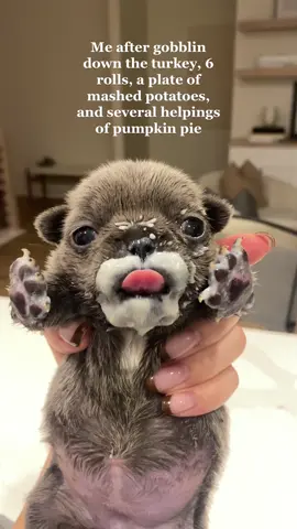Thanksgiving night mood #cute #puppies #puppiesoftiktok #imjustababy #frenchie #frenchiesoftiktok #frenchbulldog #frenchbulldogpuppy 
