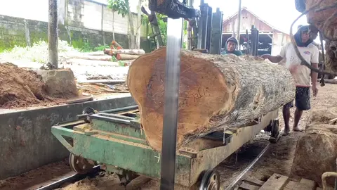 Kualitas Kayu blora jawa tengah memang tidak di ragukan lagi‼️ full galih, proses pembuatan meja utuh an😎😀 #sawmillindonesia #sawmill #samwil #gergaji #gergajikayu #gergajiselendang #gergajiryoba #gergajimesin #woodworking 
