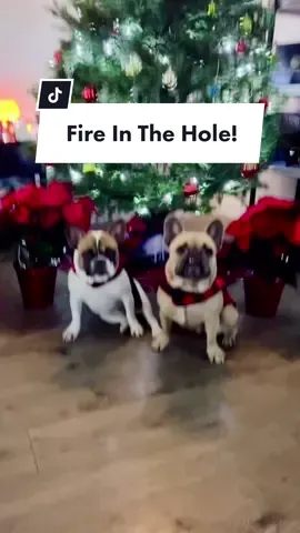 Time to switch it up a little… #holidays #happyholidays #frenchiesoftiktok #merrychristmas #fireinthehole #teef #dogdad #dogparent #deckthehalls #dogsoftiktok #christmastree @somefrenchienamedapollo @somefrenchienamedapollo 