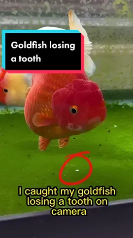 I’ve found tonnes of goldfish teeth, but I’ve never seen or caught them actually losing it in the moment, so this was pretty cool to see for the first time. #fish #goldfish #aquarium #ranchu 