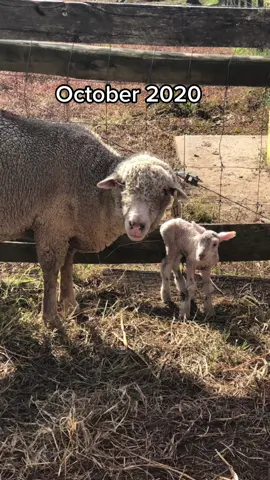 Addie!!!! She may not have looks, she may be a little salty…. but we’re working on that attitude sweet girl! 😂❤️ #v#Vlogs#sheepl#lambingseasons#sheepfarms#sheepfarmerl#lambs