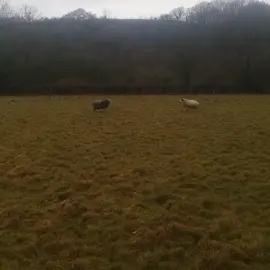 when Idwal the Herdwick turned up, Charles Ram had to show him who's boss! #sheep #ram #herdwick #hardyspeckled #shepherd #farm #peckingorder 