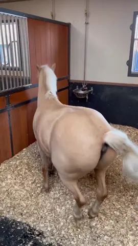 SLAY POPCORN #popcornthepony #harlowlunawhite#fyp#harlowandpopcorn #viral #harlowwhiteandpopcorn #harlowsponyz #harlowlunawhiteedit #popcorn🍿 #harlowsponypopcorn 