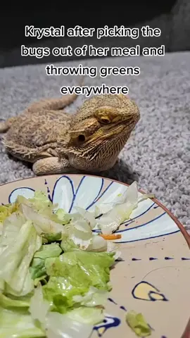 I swear🥲 #beardeddragon #dragon #beardie #beardiesoftiktok #beardietok #lizard #reptile #reptileowner #mealworms #happy #fyp #MD #mdbeardie 