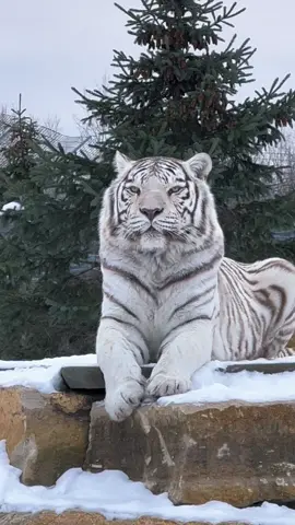 It seems winter is here at the sanctuary— and white tiger, Simon, is loving it! ❄️🐾 #whitetiger #tiger #bigcatsoftiktok  👉 Did you know white tigers are NOT their own species? White tigers are Bengal tigers— the white is a rare genetic mutation. No white tigers exist in the wild today. The white color is bred in captivity for exclusively for profit. This is accomplished via continued INBREEDING. Because tigers must be inbred to produce the white gene, this often leads to many health issues. 