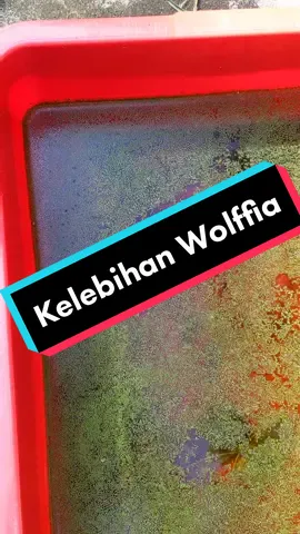 Salah satu makanan alternatif utk ikan hiasan iaitu 