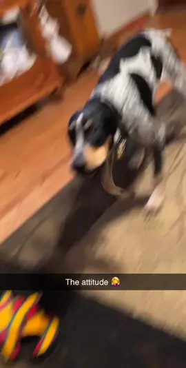 #hank #bluetick #hound #dogsoftiktok #attitude 