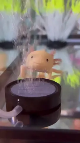 We are almost officially sold out for 2022! Thank you everyone who has purchased from us 😁❤️ #axolotl #axolotls #axolotlsoftiktok #cute #babyaxolotl 