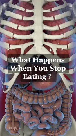 What Happens To Your Body When You Stop Eating (Fasting) #animation #fasting #anatomy #health 