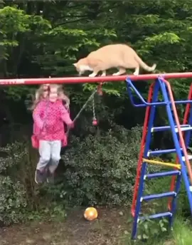 #cat #swing #fail #fall 