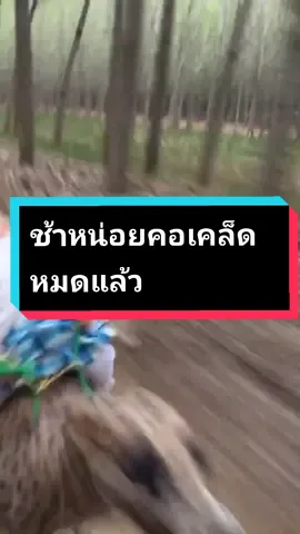 ช้าหน่อยพวก คอเคล็ดหมดแล้ว🤣#riderdog #rundog #dog #ตลก #คลิปตลกฮาๆขําจนน้ําเล็ด😂 #fyp 