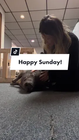 No sunday scaries here!! #sundayscaries #farmtok #barntok #funnyfarm #minifarm #lifeonthefarm #dailytok #morningroutine #pigtok #horsetok #ducktok 
