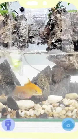 Diy aquascape fish tank with rockery landscaping #DIY #diycraft #aquarium #fish #fishtok #rockery #aquariumfish #hill #landscape #fishtank #glasstank #fishlover #homemade #petlife #fyp