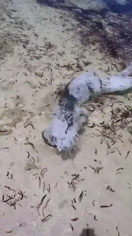 Wow, close shave  Alphonsefishingco  #captjackproductions #flyreligion #freedompersonified #wow #unbelievable #barracuda #shark #attack #hungry #feed 