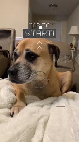 #dogsoftiktok #dog #pittiemixesoftiktok 