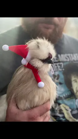 #silkychicken #silkiechicken #silkiechickin #extraorbasic #merrychristmassilkies