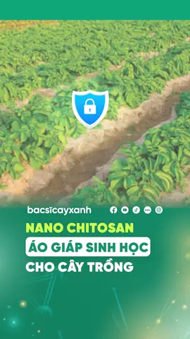 Nano Chitosan và ứng dụng trong nông nghiệp #nanochitosan#chitosan #nano#nanobac#nanodong#nongnghiep#chephamsinhhoc#Bacsicayxanh#tiktok#xuhuong#viral