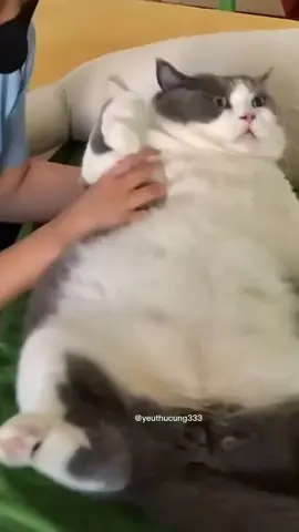 Woang thượng bị béo phì #mèocute #meow #mèoyanghồ #mèous #xuhuong 