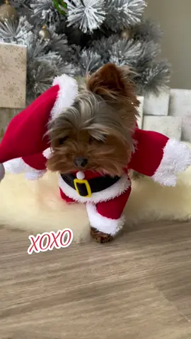 #haveahollyjollychristmas love from Santa Yuzu🎄♥️🐶 #trending #fypage #trend #doglover #PetsOfTikTok #yorkie #yorkiesoftiktok #cutedog #funnydog #christmss2022 #christmastiktok 