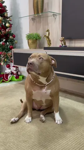 Boraaaa BRASIL 🎉 #fy#foryou#pitbull#AnimaisNoTikTok#viral#brasil#copadomundo#look#fyy#viralvideo#viraliza#futebol#tiktok#jogos#pitbullsoftiktok#lookdodia#fyp 