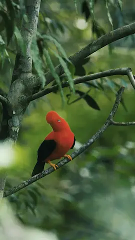 Gallito de las rocas en el bosque nublado del Parque Nacional el Manu en Perú. Tours para ir hasta increíble lugar que comienza en las montañas de Cusco y va hasta la amazonía de Madre de Dios. #vidasilvestre #vidasilvestreentiktok🦁🐘🦉 #wildlife #nature #naturaleza #natureza #naturephotography #selva #jungle #peru #vidasilvestretiktok #naturalezaporelmundo #naturalezaincreible #animals #bird #birds #birdwatching #birdwatcher #reels #viral #viralvideo #viraltiktok #video #videonaturaleza #reelnature #life #Lifestyle #tour 