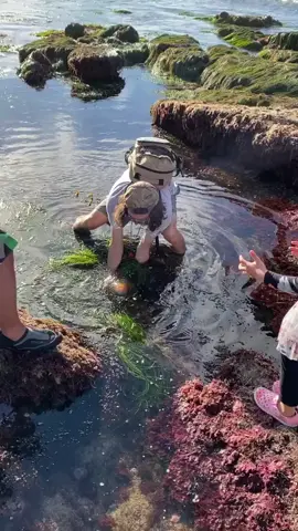 Catching a giant Two Spot Octopus #octopus #octopi #tidepools #ocean #beach #california #outdoorsman #adventure #gooutside #Outdoors #pacificocean #nature #wild #cali #southerncalifornia #sea #seacreatures #visualsoflife #naturephotography #natgeo #natgeowild #crazy #viral #viralvideo 