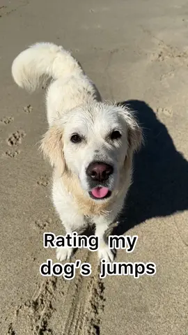 How would you rate🤔 #dancingdog #fyp #foryour #funnydog #dogsoftiktok 