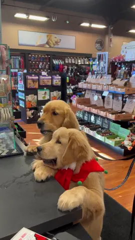Move it squirt those treats are mine 😆 #goldenretrievers #petvaluecanada #dogschristmas 