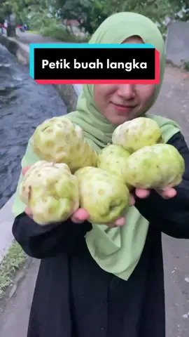 Petik buah langka @Whitelab Official  #fyp #foryou #petikbuah #cerahmaksimaltanpabatas #whitelab 