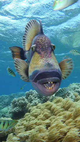 Titan triggerfish displaying its best side by Gabirel Guzman. #ausgeo #triggerfish #oceanlife #wildlifeplanet #discoveraustralia
