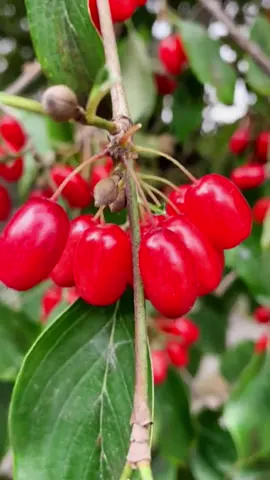 Japanese Cornal Dogwood，Common Macrocarpium