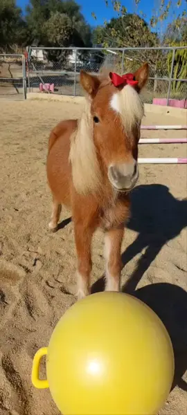Dj Jerry🦄🎵🎶🤠 #shetland #poni #jugando#pelota # #animales #graciosos #doma #natura# #mylittlepony#horse #equiestrian #mascotas #Love#funny#animals#