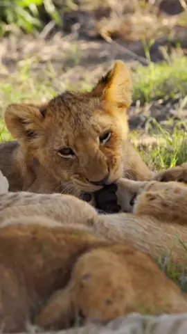 Our vigorous Western pride cubs are swiftly maturing into beautiful and fierce adolescents. 🦁 It’s an absolute joy watching these youngsters grow up.. forever hoping they survive into adulthood. Thank you to head guide @sean_cawood for capturing this special moment shared between two of the siblings.  • • •  #motswari #lions #cubs #westernpride #lionsoftimbavati #wildlife #africansafari #bigcats #big5 #natgeoafrica #seewildlife #animalkingdom #timbavati #greaterkruger