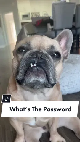 I don’t think he’s got this #dogparents #frenchiesoftiktok #schoolbullytalk #endbullying #school #teef #dogdad #dogsoftiktok #jasonbankscomedy cred @jasonbankscomedy @somefrenchienamedapollo @somefrenchienamedapollo 