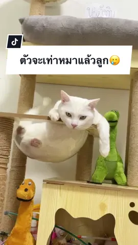 ไข่ขาวหนูจะตัวเท่าหมาแล้วลูก..🥲 #ภารกิจพิชิตใจไข่ขาว #ไข่ขาวลูกแมร๊ #ไข่ขาวการละคร #สวนสัตว์tiktok #เคล็ดลับสัตว์เลี้ยง #pramycat #อาหารแมว 