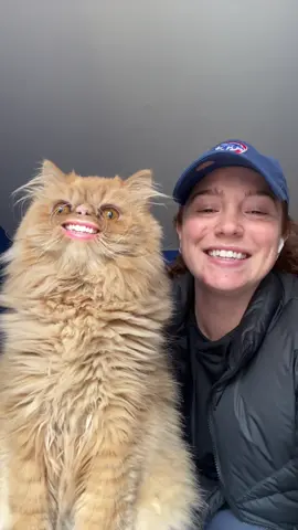 ill see that face in my nightmares lmfao #catsoftiktok #lol #fyp #catmeme #foryou #cat 