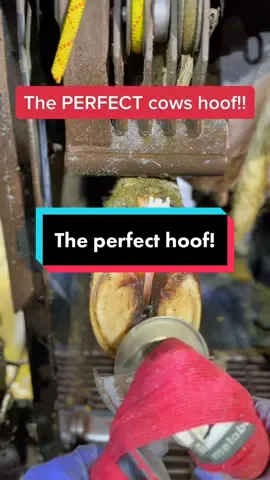 What a beautiful hoof 😍😍😍 #cows #farm #farmer #viral