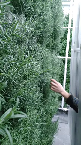 Trimming some extra rosemary for a hair oil extract experiment! #rosemaryoil #rosemary #hydroponics #chemicalfree #naturalproducts #indoorfarming #plants #plantsoftiktok 
