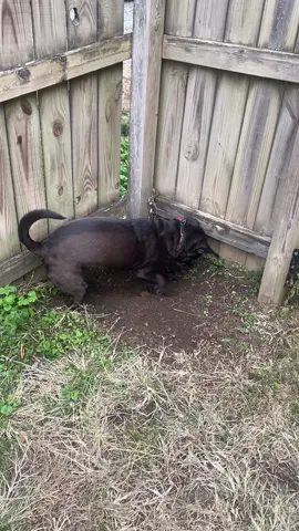 Gatsby gets mad at me sometimes when I tell her its time to go inside so she digs in a corner 😂. #dogsoftiktok #blacklab #dachshundsoftiktok 