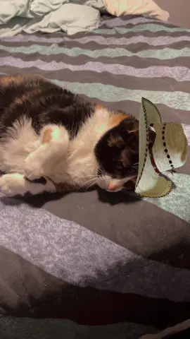 #KaliCat chilling with a cowboy hat. #Cats #CatsOfTikTok #fyp #CalicoCat #CalicoCatsOfTikTok #CowboyHatCat #FunnyCatsOfTikTok #FunnyCat 