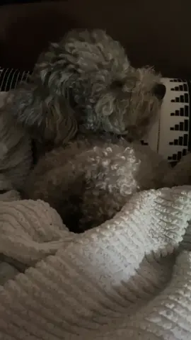 😴 #poodle #poodlesoftiktok #bichonfrise 