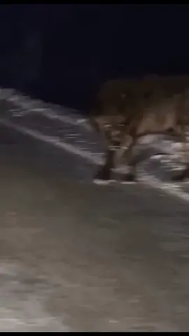 big grey wolf cross the road#animal #attack #wolf #wild #video #grow #foryourpage 