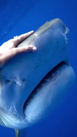I am a trained professional #sharkdiver do not attempt! This #sharks name is Tank because of her size & she was one of the first #tigersharks I’ve ever swam with! I was there the first time she was ever sighted in the area & given her name. She doesn’t come as regularly but every few years she’ll come back & it’s usually when I’m around 🥺🥰 #ocean #sharkdive #swimwithsharks #sharkdiving 