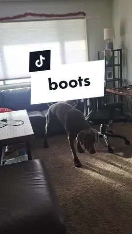 first time in the season putting booties on for a walk. #dogfashion #dogboots #thisisbullshit #funnydogvideos #bigdogs #pawsome #silverlab #bigdogs #dogswearingshoes #winterfashion 